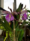 Bc. Felipe Haje от Orchideen (Lucke)